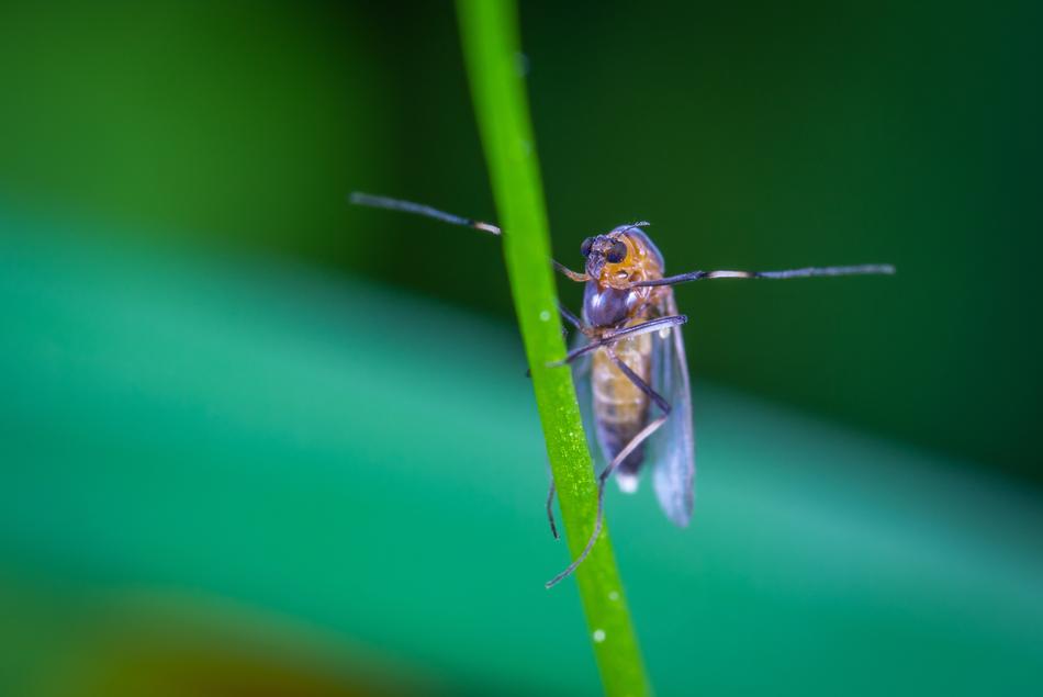 Macro Insect Fly