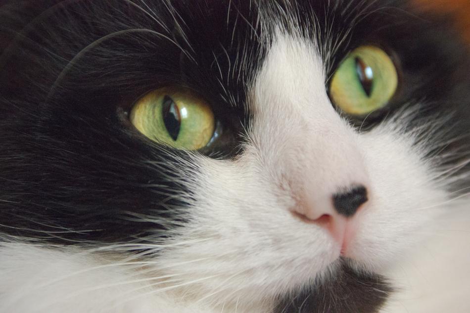 Cat Mustache Eyes