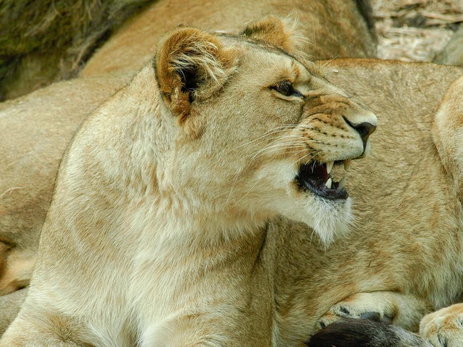 Lion Teeth Animal