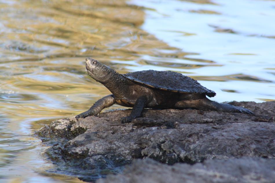 Turtle Long-Necked Water