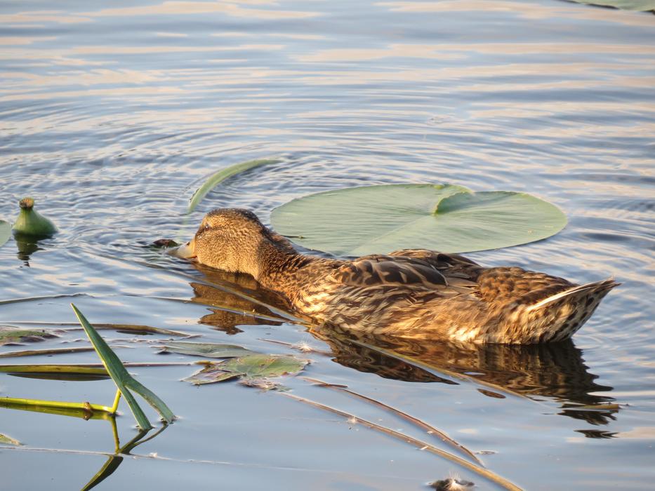 Wild Duck Mallard Lake