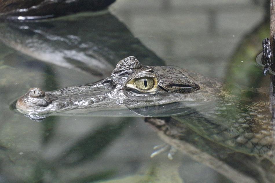 Crocodile Alligator Zoo