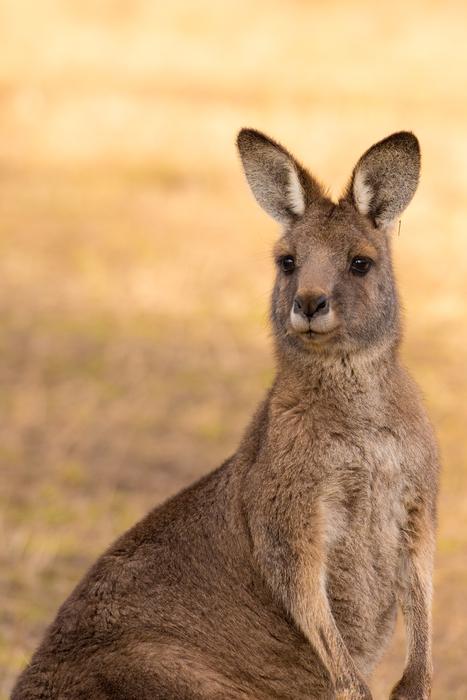 cute kangaroo on safari