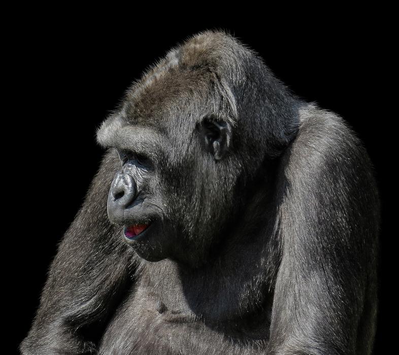 Animals Monkey Gorilla
