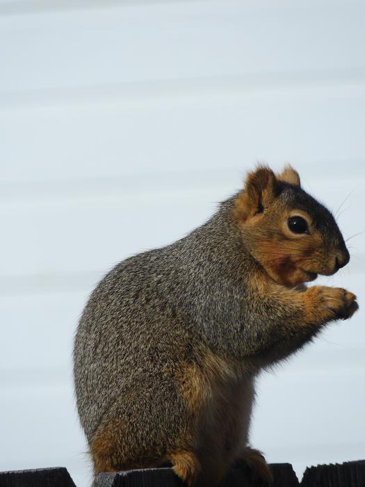 Squirrel Rodent Cute