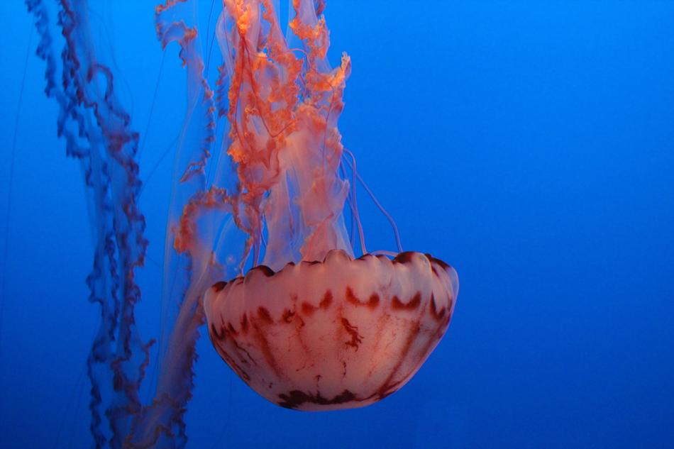 Monterey Aquarium