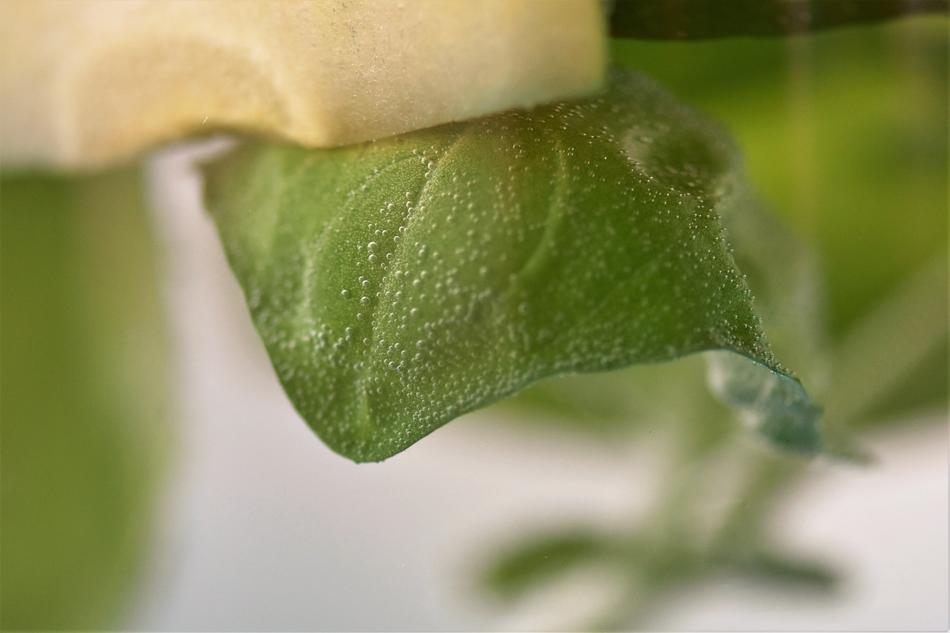 cold drink with mint