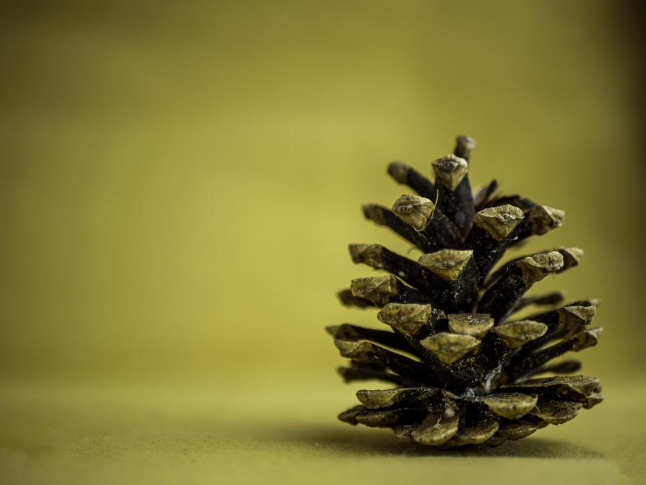 Pine Cone Background Yellow