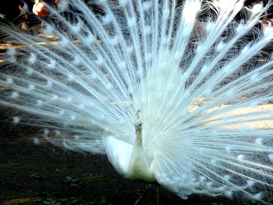 Bird Peacock