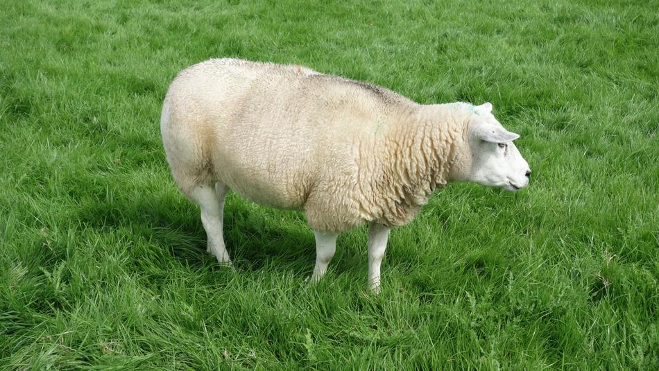Sheep Wool Meadow