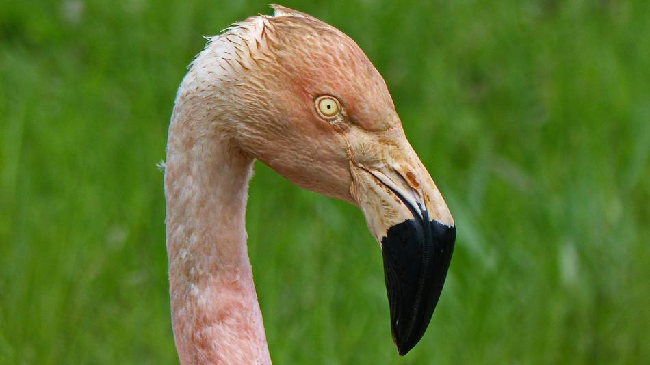 Flamingo Pink Bird Color