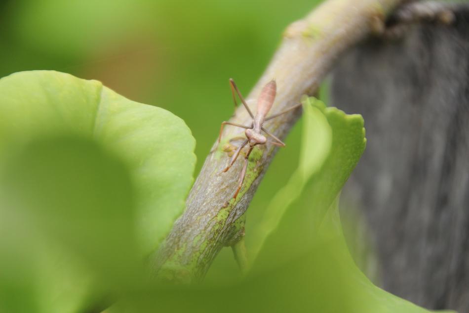 Insect Praying Mantis Nature