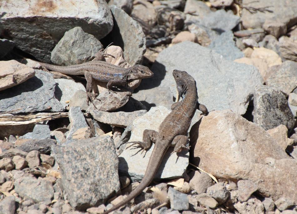 Lizards Canarian Curious