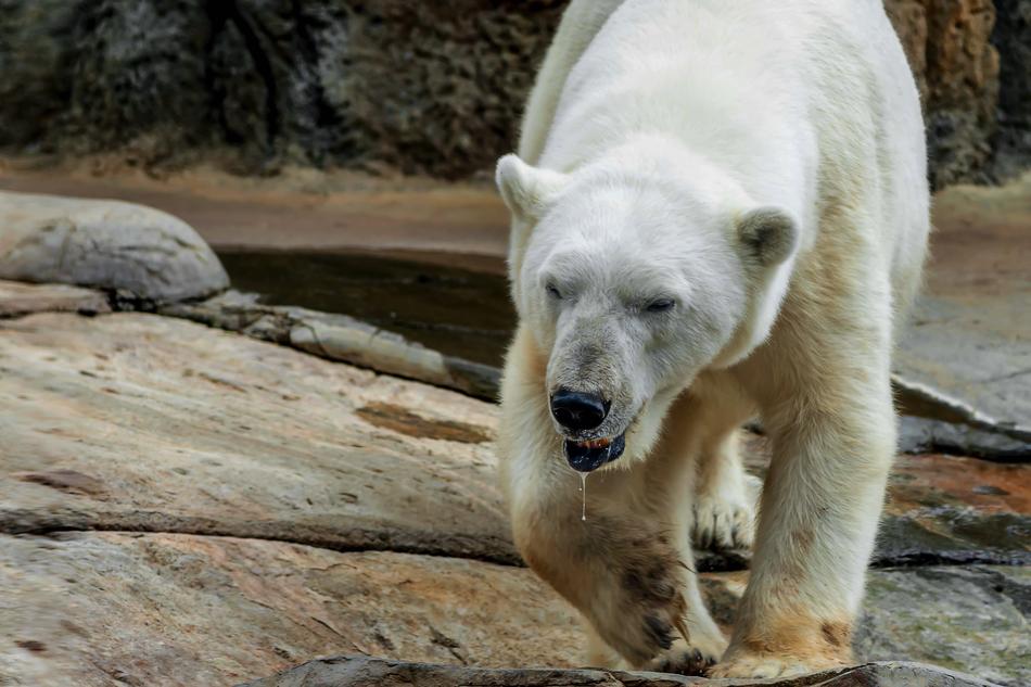 Bear Polar San