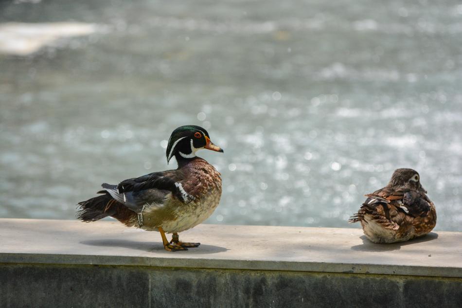Duckling Bird Nature