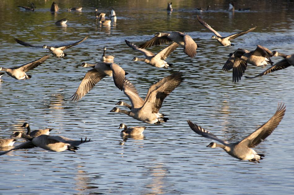 Geese Bird