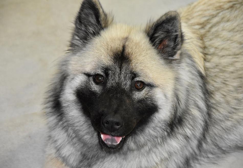 Dog Bitch Portrait