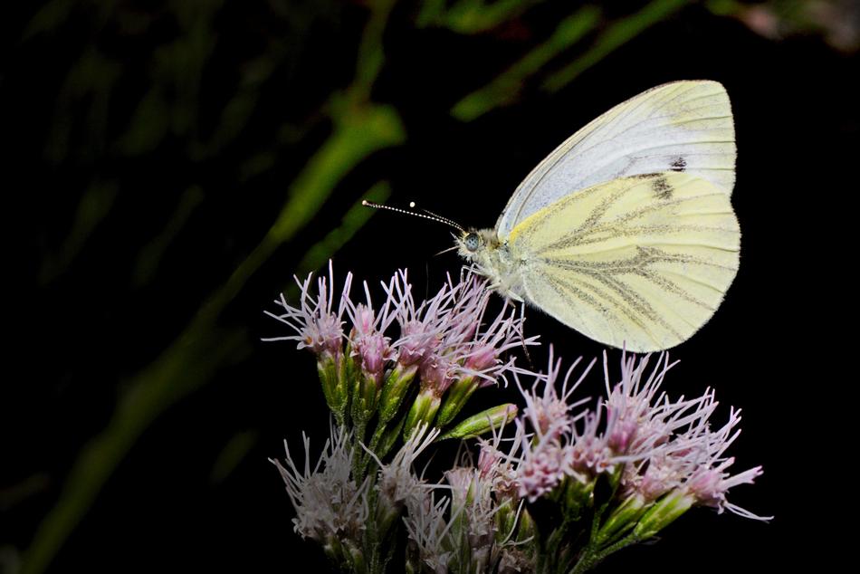Butterfly Summer Insect Close