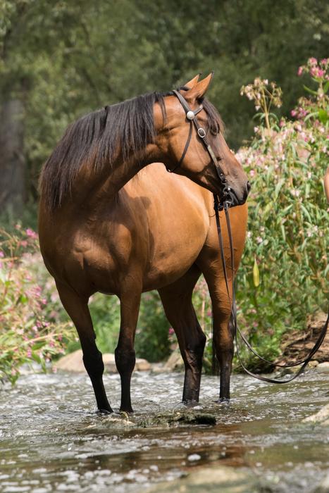 Horse River Water