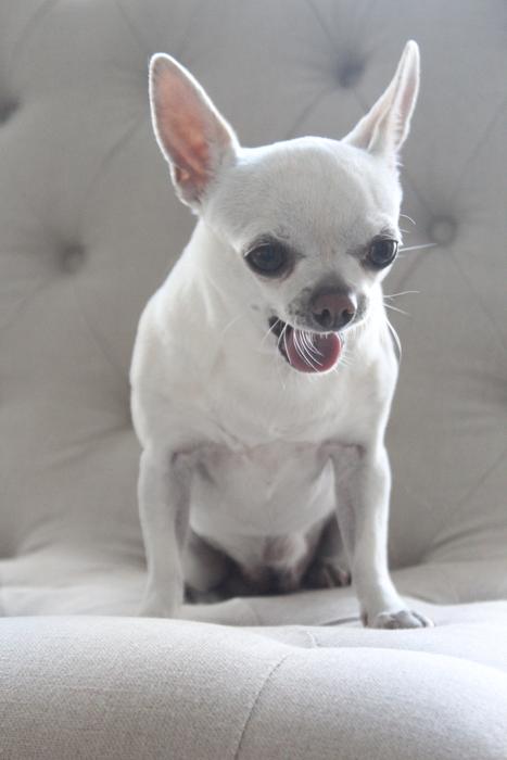 Chihuahua Dog Pet