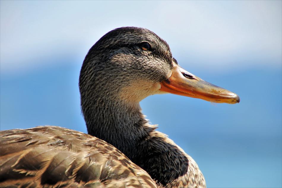 Portrait Duck Close Up