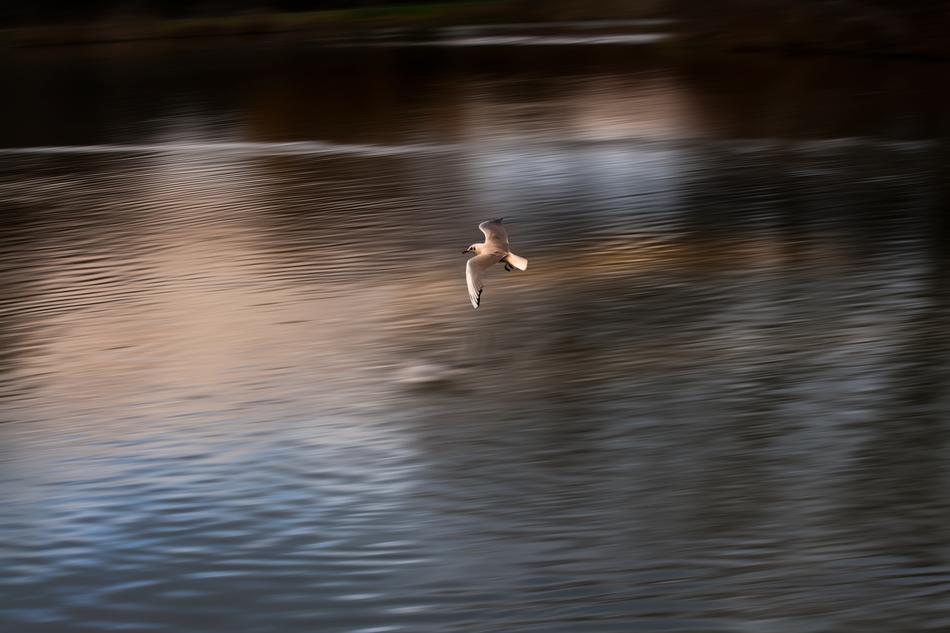 Seagull Flying Panning