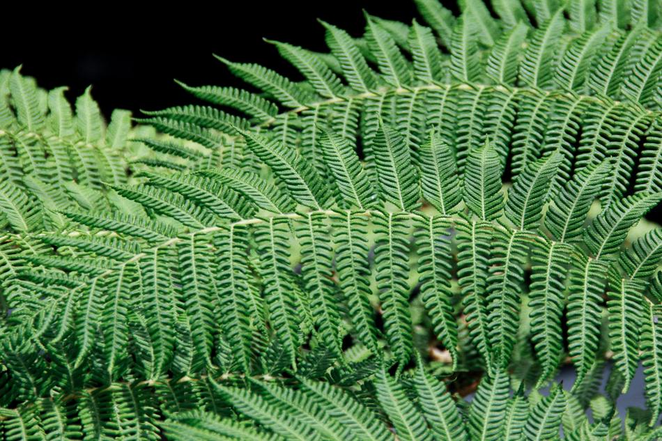 Green Plants Texture