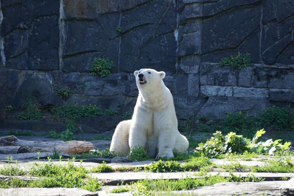 Polar Bear Animal World