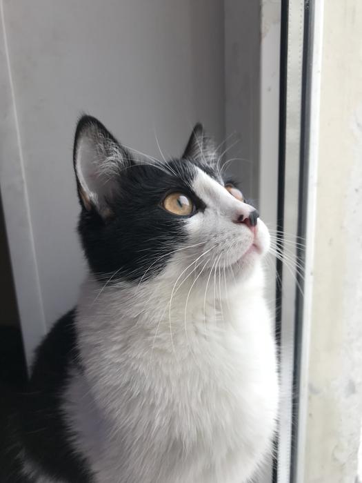 Cat Cute Pet