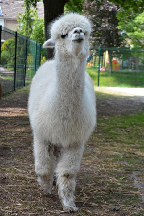 Alpaca Young Animal Close Up