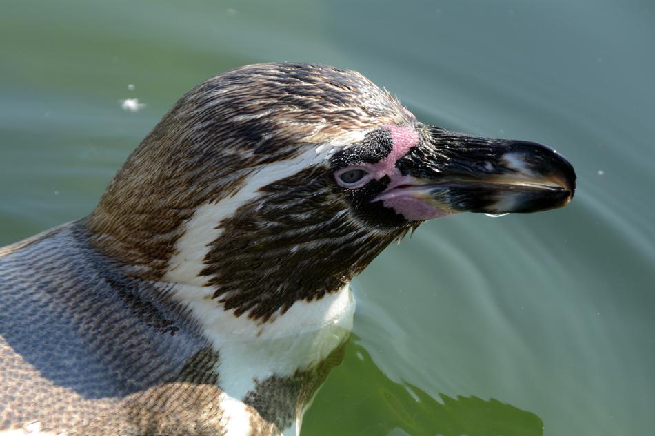 Penguin Animal World