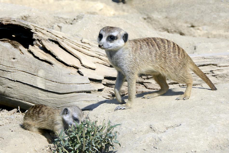 little walking meerkat