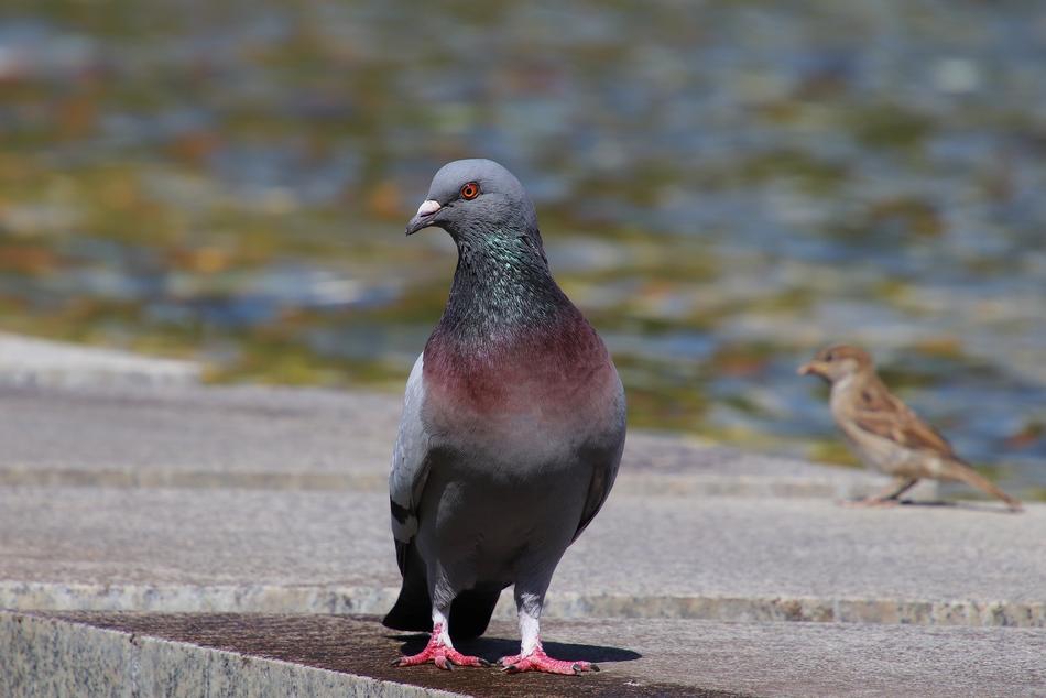Dove Sparrow Bird