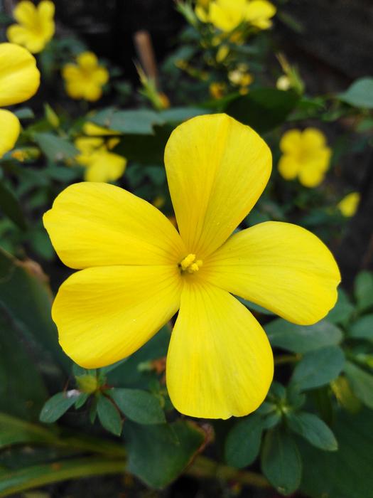 yellow flowers on a bush landscape