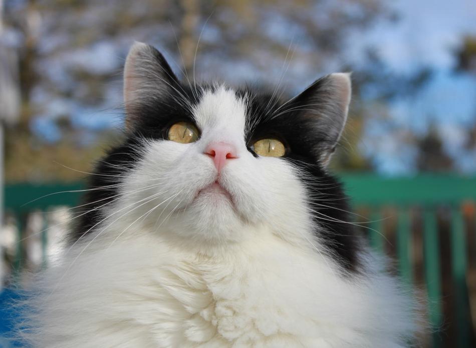 Cat Eyes Looking Up
