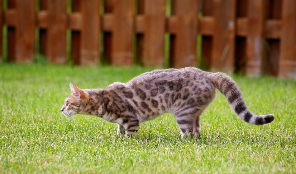 Cat Stalking Kitty Blue