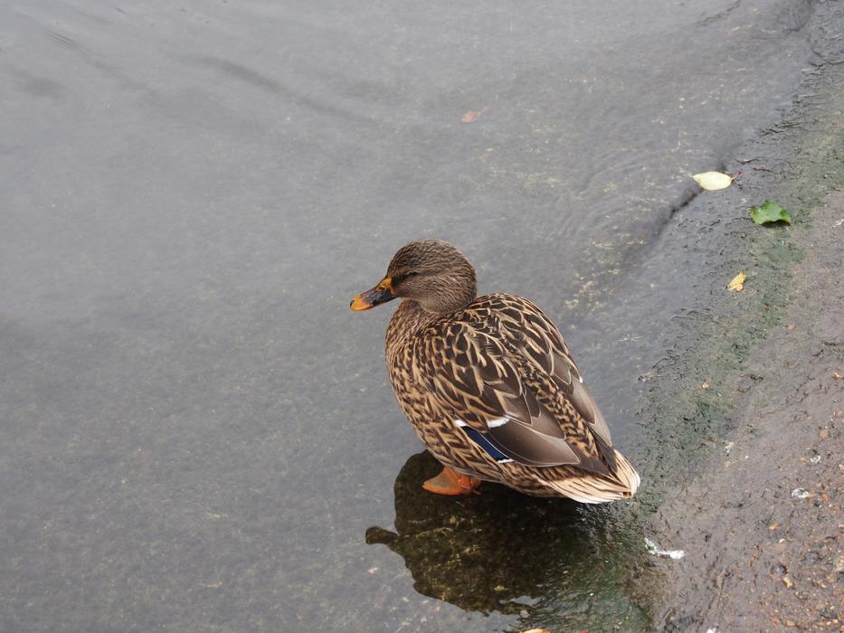Duck Bird Water