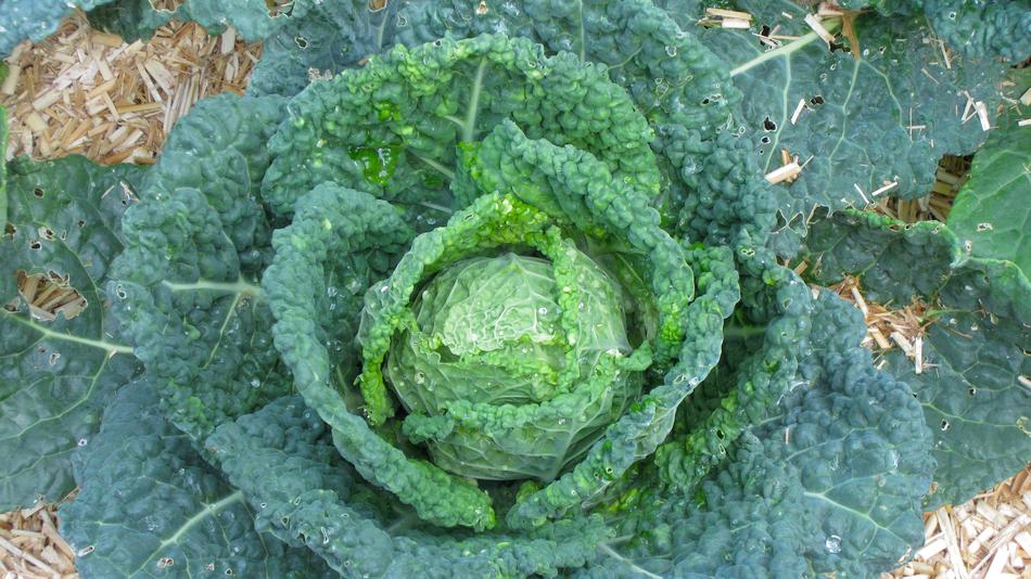 ripe beautiful cabbage
