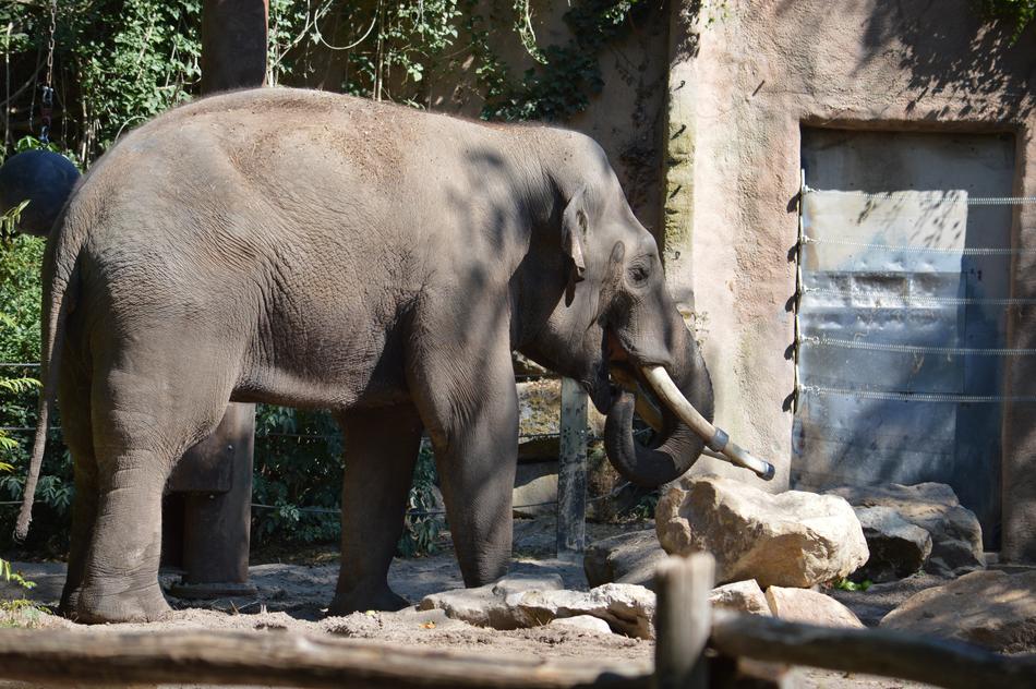 Elephant Blijdorp Rotterdam