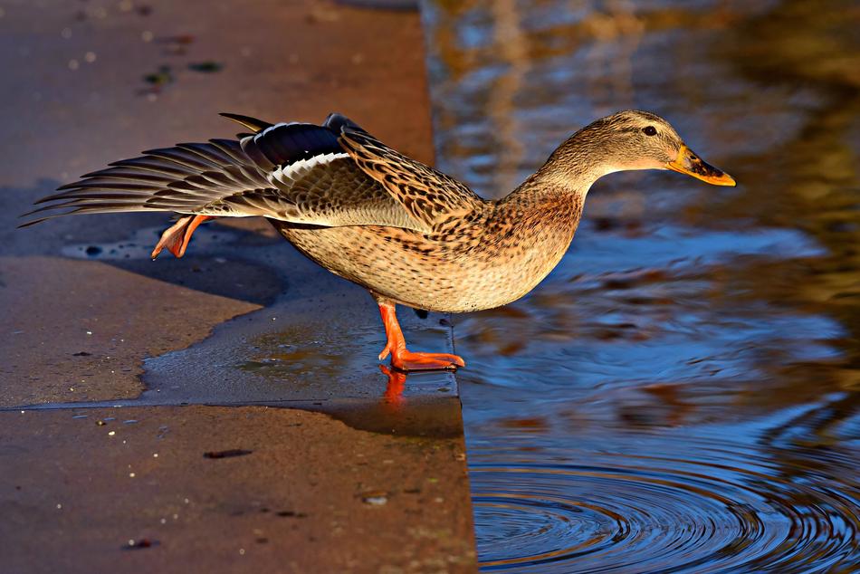 Duck Mallard Water Bird
