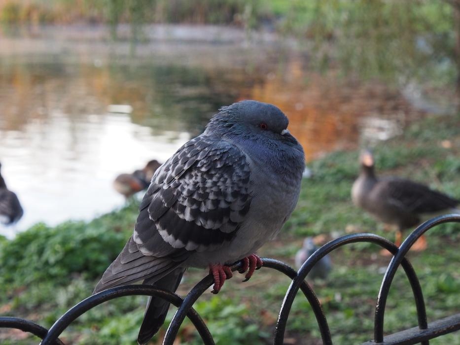 Dove Sit Poultry