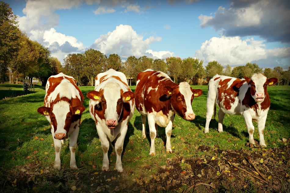 Cows Cattle on farm