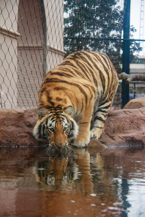Tiger Reflection Cat