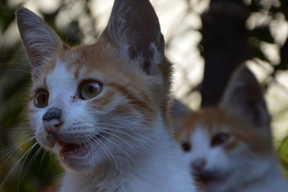 kitten macro blur