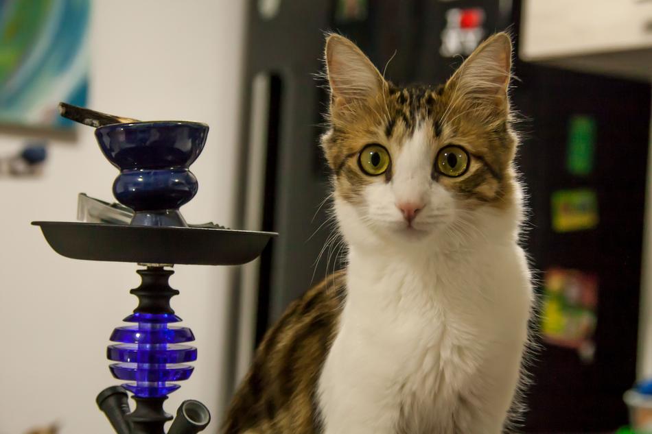 Cat Feline Looking
