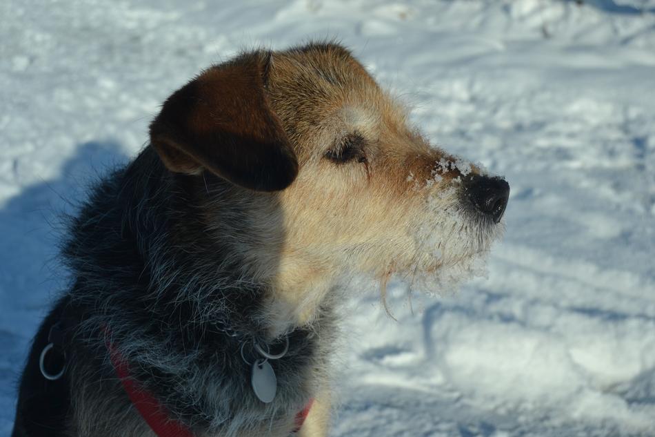 Dog Snow Cold