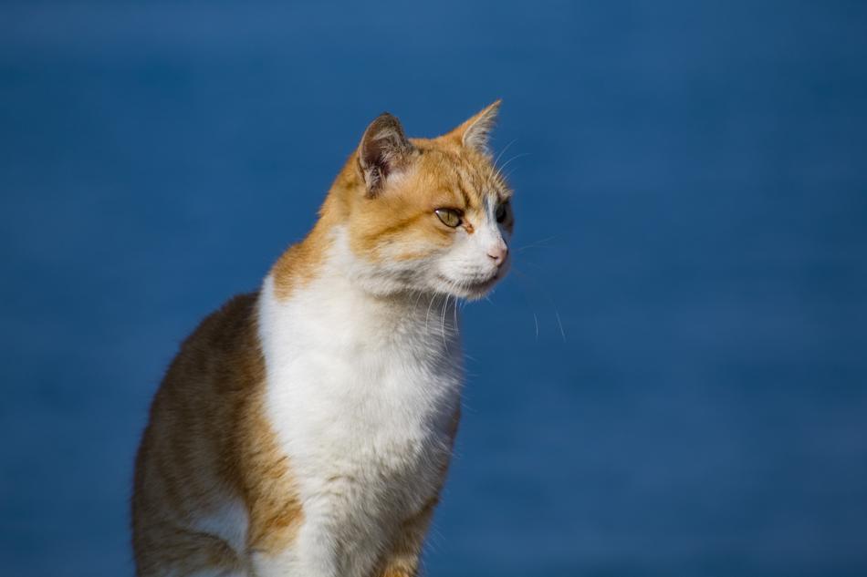 Cat animal at blue background