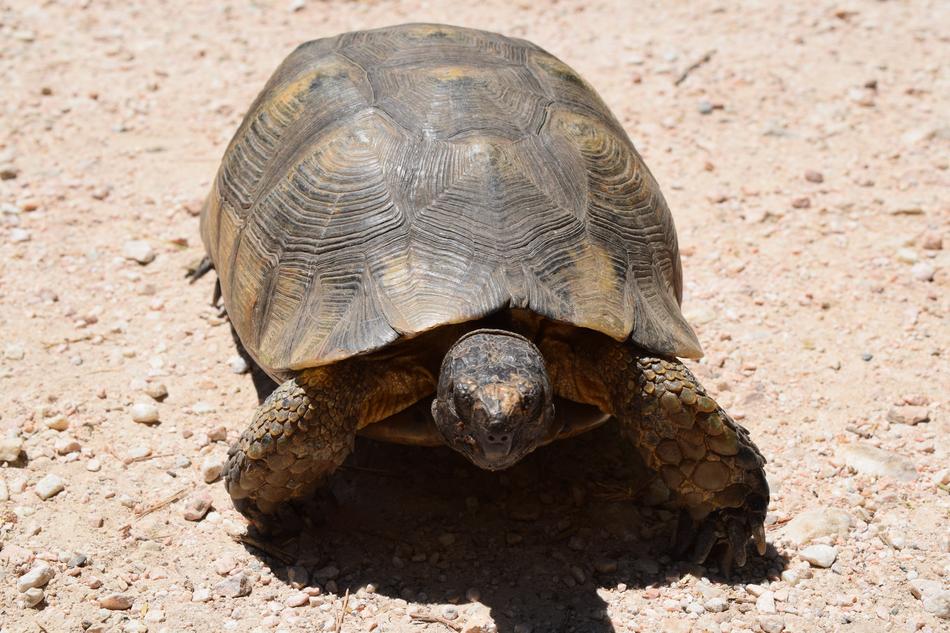 Turtle Animal Nature