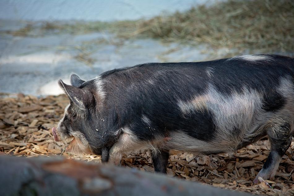 Pig Animal Domestic