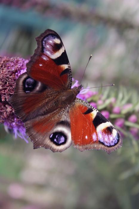 orange butterfly with eye pattern